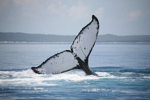 Hervey Bay Whale Watching Cruise - Accommodation Mooloolaba 0