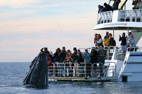 Hervey Bay Whale Watching Cruise - Accommodation Mooloolaba 1