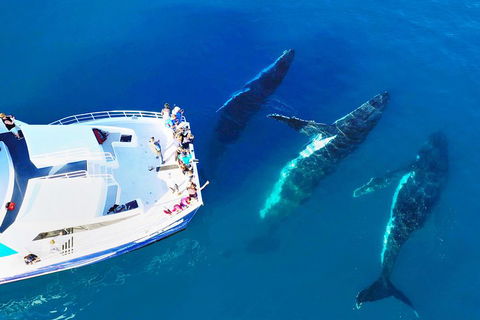 Hervey Bay Whale Watching Cruise - Accommodation Mooloolaba 3