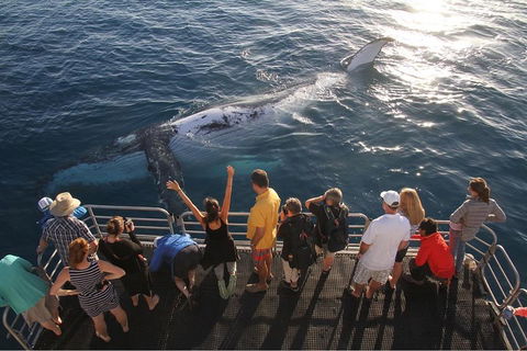 Hervey Bay Whale Watching Cruise - Accommodation Mooloolaba 4