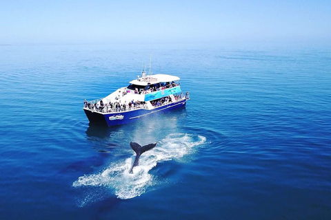 Hervey Bay Whale Watching Cruise - Accommodation Mooloolaba 5