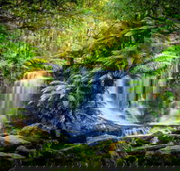Day Tour in Mt. Field Mt. Wellington Bonorong Wildlife Sanctuary and Richmond - Accommodation Mooloolaba