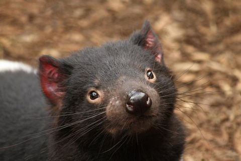 Day Tour In Mt. Field, Mt. Wellington, Bonorong Wildlife Sanctuary And Richmond - Accommodation Mooloolaba 4