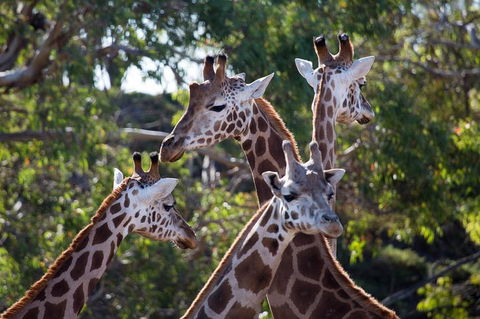 Werribee Open Range Zoo General Admission Ticket - Accommodation Mooloolaba 0