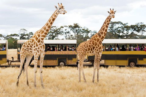 Werribee Open Range Zoo General Admission Ticket - Accommodation Mooloolaba 2