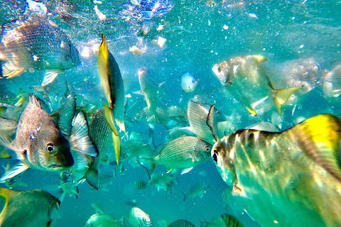 Moreton Island Day Trip (Kayak, Snorkel & Sandboard) Frm Brisbane Or Gold Coast - Accommodation Mooloolaba 1