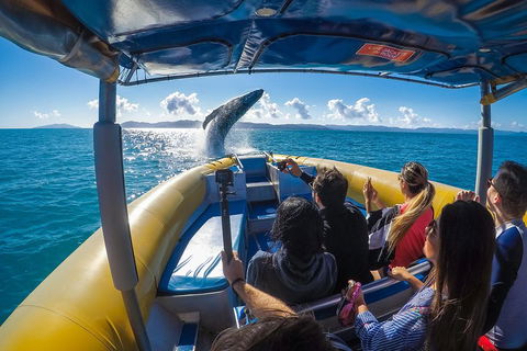 Ocean Rafting Tour To Whitehaven Beach, Hill Inlet Lookout & Top Snorkel Spots - Accommodation Mooloolaba 4