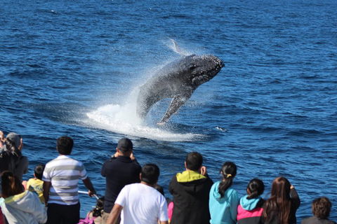 Tangalooma Island Resort Whale Watching Day Cruise With Dolphin Viewing - Accommodation Mooloolaba 1