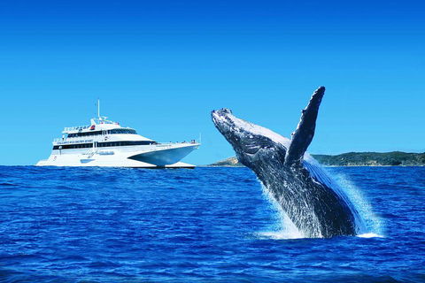 Tangalooma Island Resort Whale Watching Day Cruise With Dolphin Viewing - Accommodation Mooloolaba 2