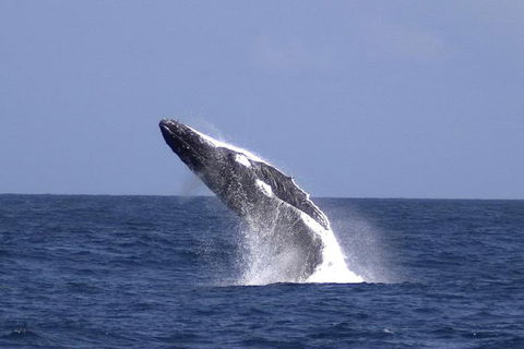 Tangalooma Island Resort Whale Watching Day Cruise With Dolphin Viewing - Accommodation Mooloolaba 4