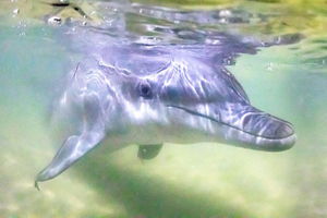 Tangalooma Island Resort Whale Watching Day Cruise with Dolphin Feeding