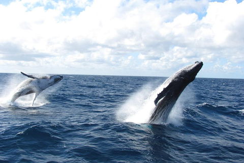 Tangalooma Island Resort Whale Watching Day Cruise With Dolphin Feeding - Accommodation Mooloolaba 1