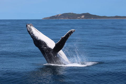 Tangalooma Island Resort Whale Watching Day Cruise With Dolphin Feeding - Accommodation Mooloolaba 3