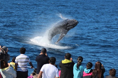Tangalooma Island Resort Whale Watching Day Cruise With Dolphin Feeding - Accommodation Mooloolaba 5