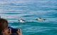 Julian Rocks Byron Bay Cruise - thumb 1