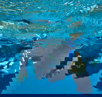 3 Day Whitsundays Sailing and Diving Adventure Kiana - Accommodation Mooloolaba