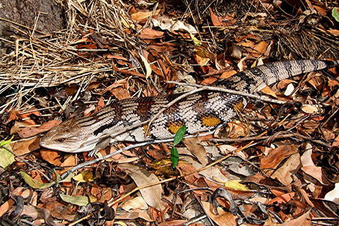 Hartley's Crocodile Adventures General Entry Ticket - Accommodation Mooloolaba 5