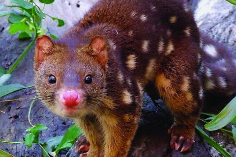 Hartley's Crocodile Adventures Breakfast With The Koalas - Accommodation Mooloolaba 2