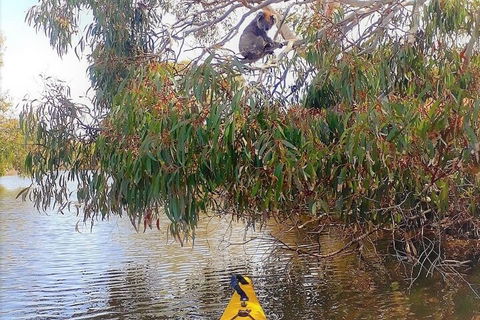Kangaroo Island Self-Guided Kayaking On The Harriet River - Accommodation Mooloolaba 4