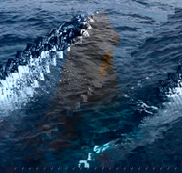 Phillip Island Whale Watching Tour - Accommodation Mooloolaba