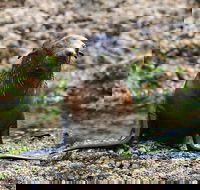 Phillip Island Seal-Watching Cruise - Accommodation Mooloolaba