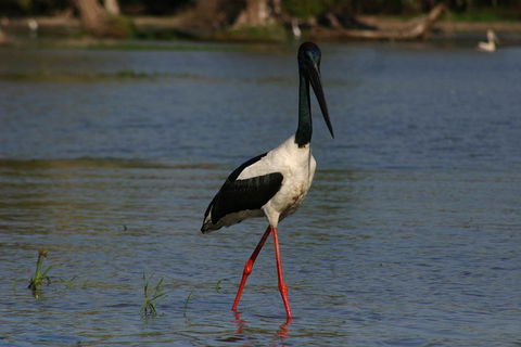 Litchfield And Jumping Crocodiles Full Day Trip From Darwin - Accommodation Mooloolaba 1