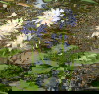 Yellow Water Cruise - Kakadu - Accommodation Mooloolaba