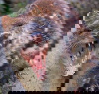 After Dark Tasmanian Devil Feeding Tour at Cradle Mountain - Accommodation Mooloolaba