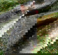 1-Hour Tasmanian Devil Feeding Day Tour at Cradle Mountain - Accommodation Mooloolaba