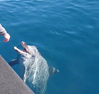 Noosa Wild Dolphin Safari - Accommodation Mooloolaba