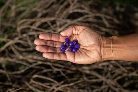 Cape Byron Aboriginal Tour - Accommodation Mooloolaba 0
