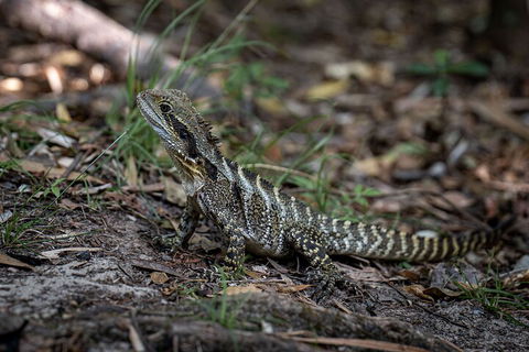 Cape Byron Aboriginal Tour - Accommodation Mooloolaba 3