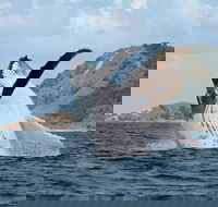 Byron Bay Whale Watching Cruise - Accommodation Mooloolaba