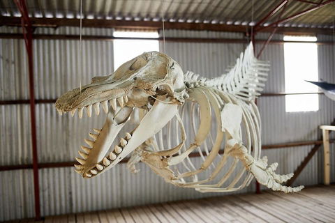 Albany's Whale Story - Accommodation Mooloolaba 3