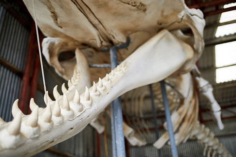 Albany's Whale Story - Accommodation Mooloolaba 5