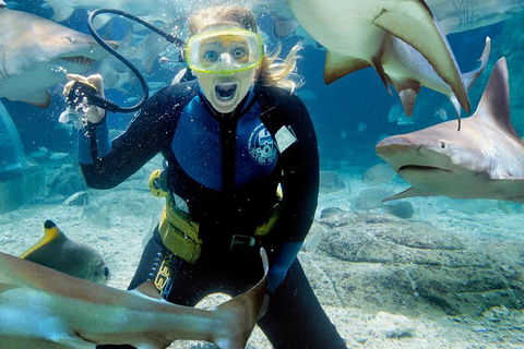 Shark Dive Experience At SEA LIFE Melbourne Aquarium - Accommodation Mooloolaba 0