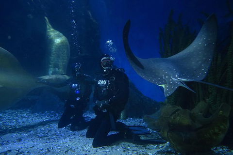 Shark Dive Experience At SEA LIFE Melbourne Aquarium - Accommodation Mooloolaba 1