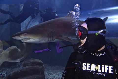 Shark Dive Experience At SEA LIFE Melbourne Aquarium - Accommodation Mooloolaba 2