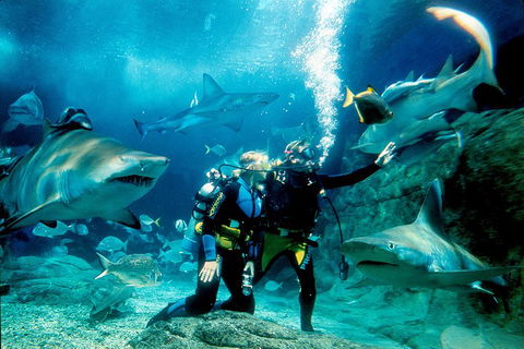 Shark Dive Experience At SEA LIFE Melbourne Aquarium - Accommodation Mooloolaba 3