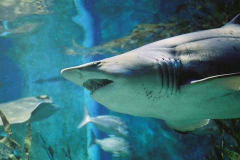 Shark Dive Experience At SEA LIFE Melbourne Aquarium - Accommodation Mooloolaba 4