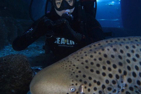 Shark Dive Experience At SEA LIFE Melbourne Aquarium - Accommodation Mooloolaba 5