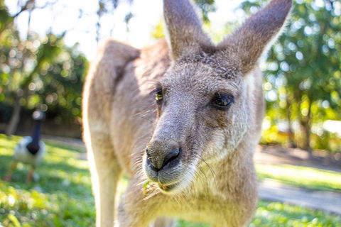 Virtual Interactive Australian Wildlife Tour With Private Guide-Wildlife Habitat - Accommodation Mooloolaba 2