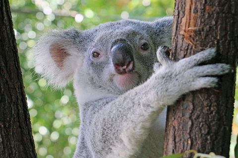 Virtual Interactive Australian Wildlife Tour With Private Guide-Wildlife Habitat - Accommodation Mooloolaba 3