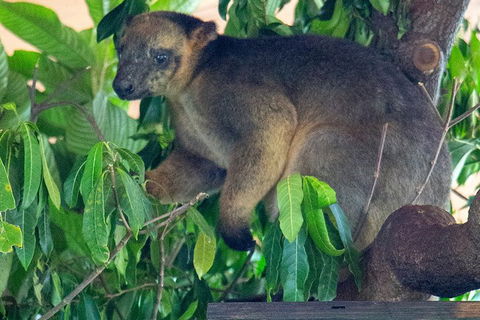 Virtual Interactive Australian Wildlife Tour With Private Guide-Wildlife Habitat - Accommodation Mooloolaba 4