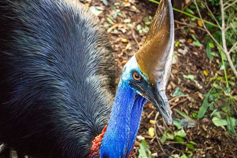 Virtual Interactive Australian Wildlife Tour With Private Guide-Wildlife Habitat - Accommodation Mooloolaba 5