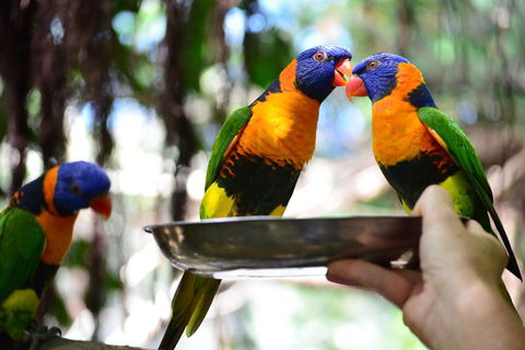 Wildlife Habitat Port Douglas - Accommodation Mooloolaba 0