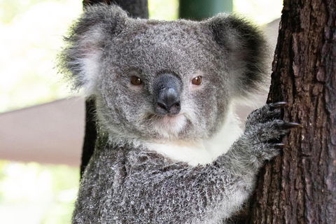Wildlife Habitat Port Douglas - Accommodation Mooloolaba 1