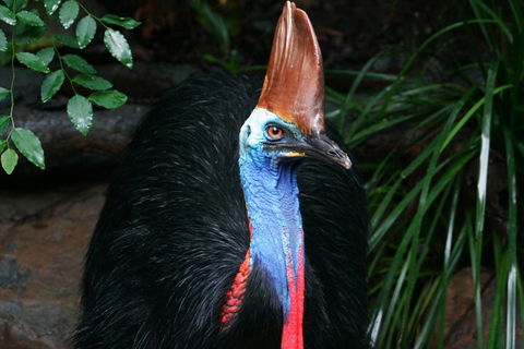 Wildlife Habitat Port Douglas - Accommodation Mooloolaba 3