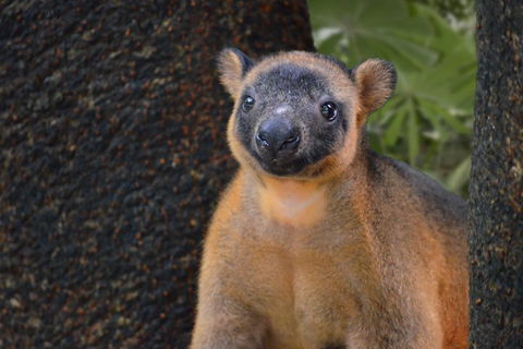 Wildlife Habitat Port Douglas - Accommodation Mooloolaba 5