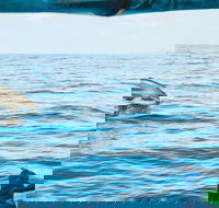 Cruise with Dolphins in Byron Bay - Accommodation Mooloolaba